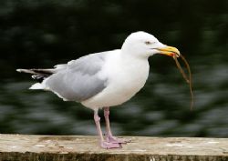 Herring gull & snake pipefish.
Stornaway. Isle of Lewis.... by Mark Thomas 